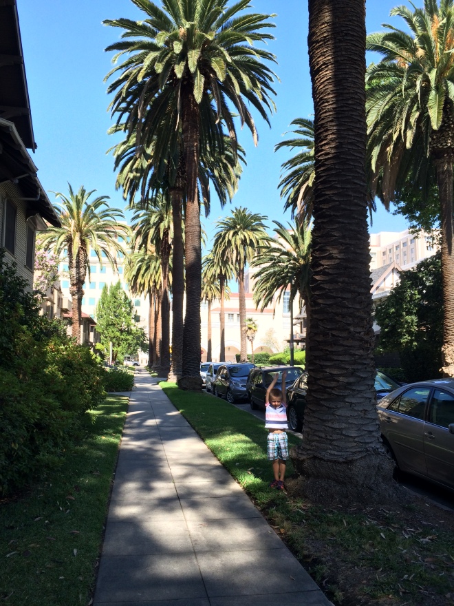 our new street. We love the palm trees!